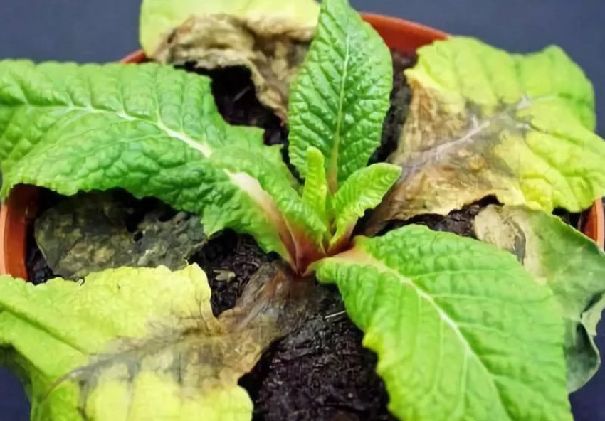 Сіра гниль примули Сіра гниль примули