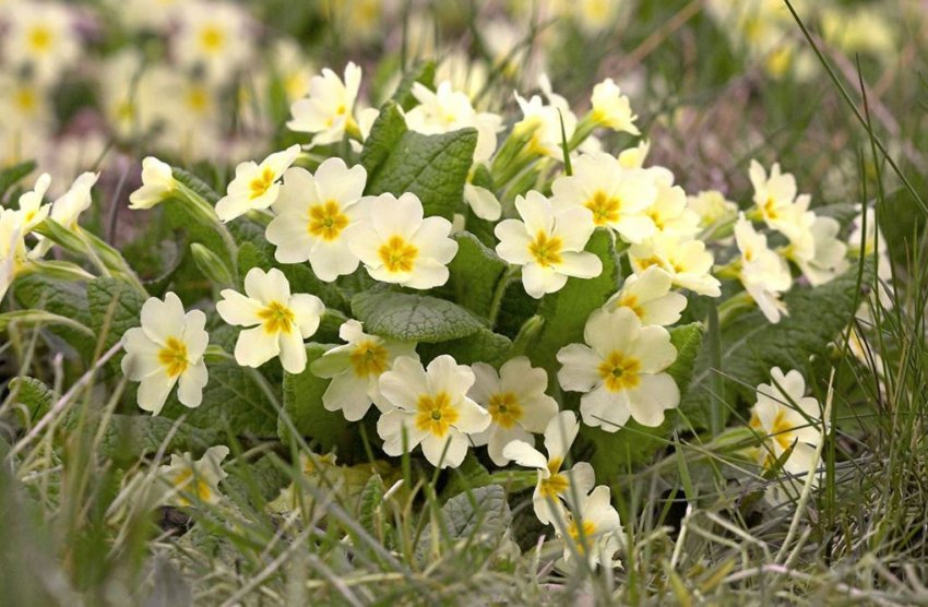 Primula vulgaris Primula vulgaris