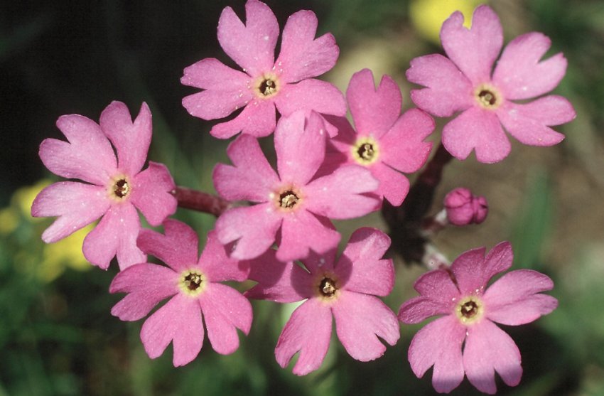 Первоцвіт Галлера Первоцвіт Галлера
