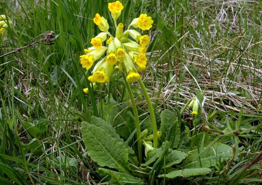 Primula veris Primula veris