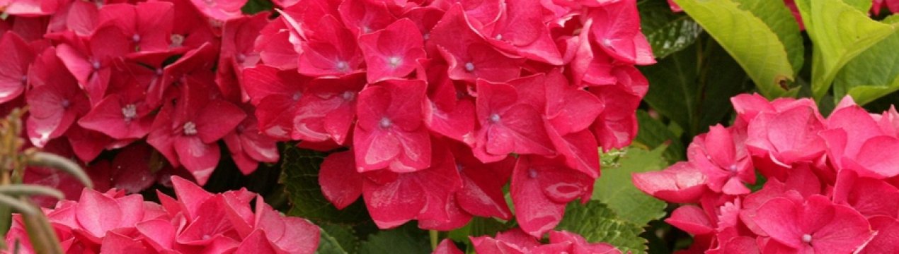 Особливості гортензії "Огненна краса"