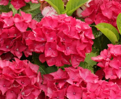 Особливості гортензії "Огненна краса"