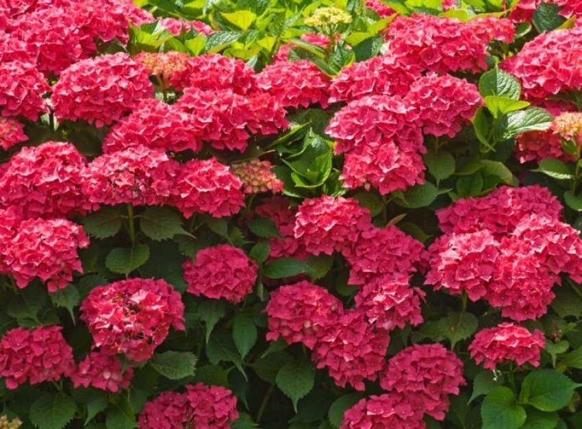 Гортензія крупнолиста Вогняна краса Гортензія крупнолиста Вогняна краса