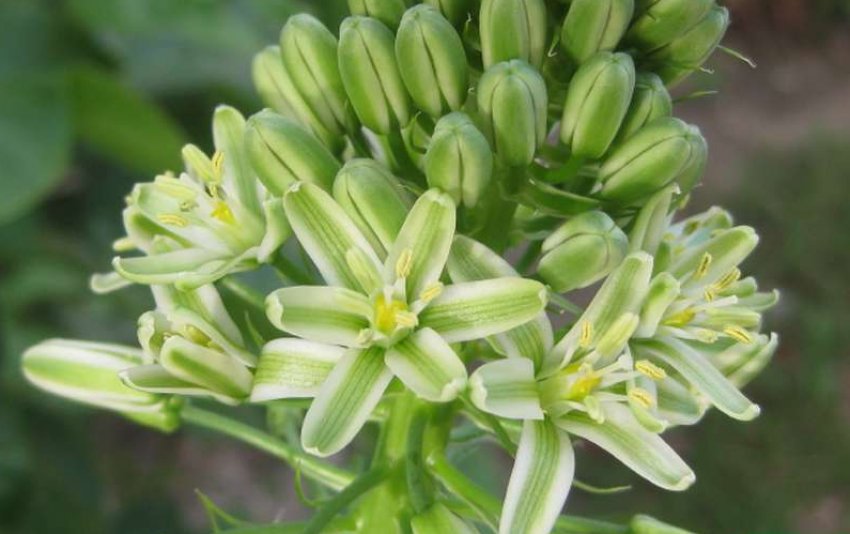 Альбука пріцветніковая Альбука пріцветніковая