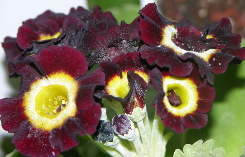 Primula auricula Primula auricula