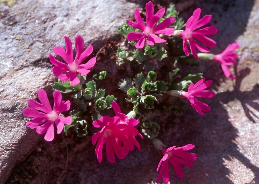 Primula minima Primula minima