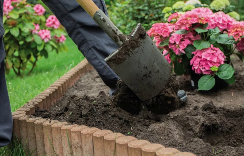 Посадка гортензій Посадка гортензій