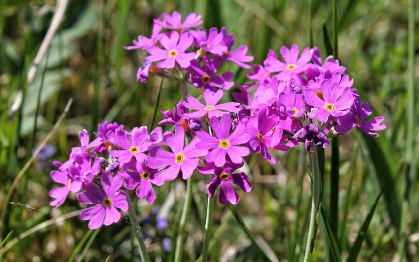 Primula farinosa Primula farinosa