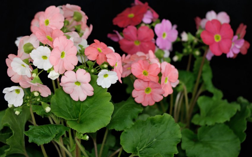 Primula obconica Primula obconica