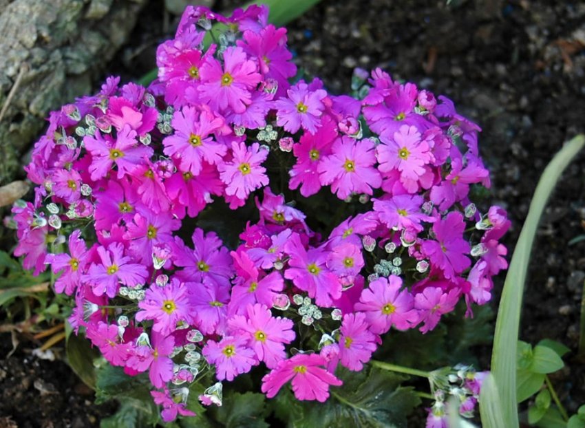 Primula malacoides Primula malacoides