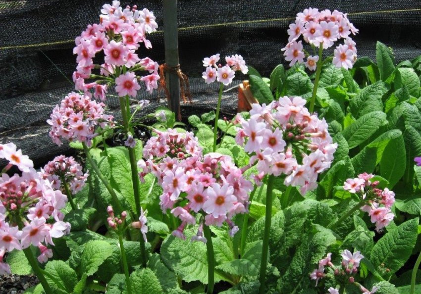 Primula japonica Primula japonica