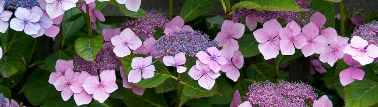 Сирець Сарджента: посадка та догляд