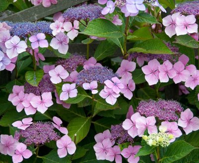 Сирець Сарджента: посадка та догляд