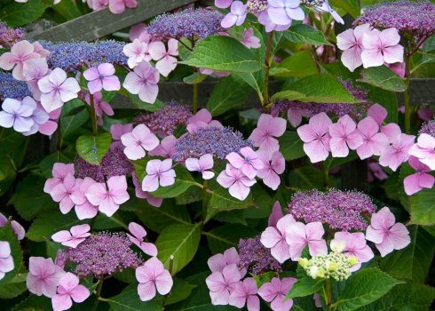 Сирець Сарджента: посадка та догляд