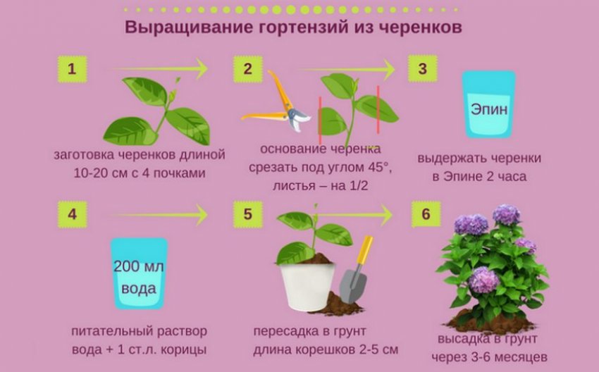 Черенкування гортензії