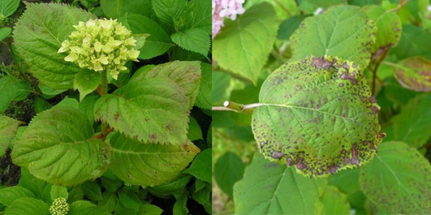 Сіра гниль на гортензії