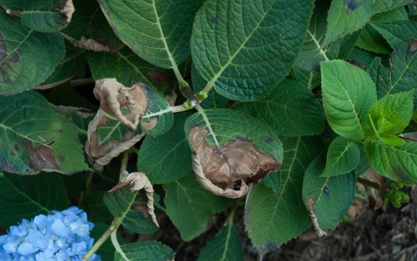 Звичайний рак на гортензії