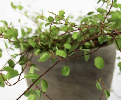 Мюленбекия: догляд в домашніх умовах