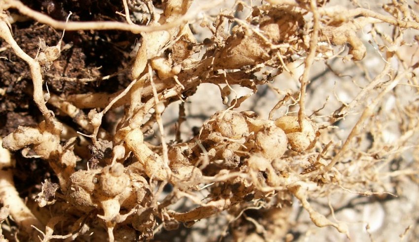 Галлова нематода на коренях гортензії