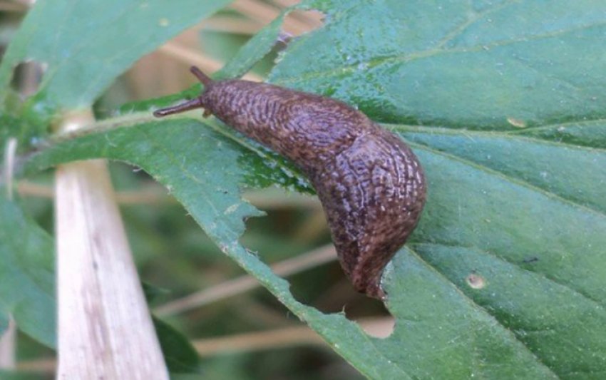 Слизень на листку гортензії