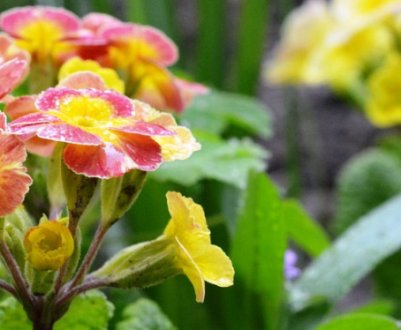 Види садових примул: опис, популярні сорти