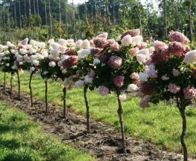 Гортензія на стовбурі в ландшафтному дизайні