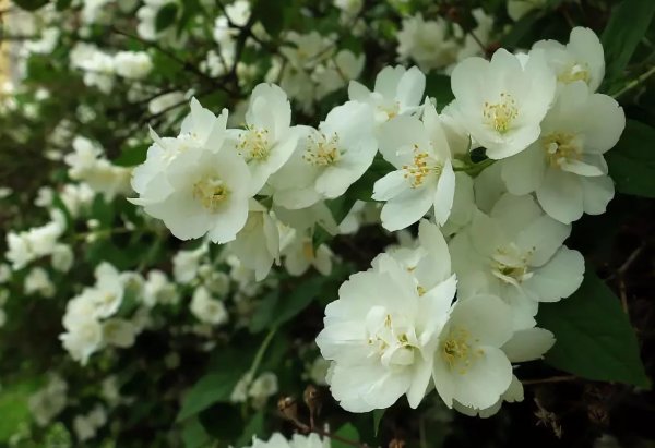 «Жасмин махровый» (чубушник): посадка и уход в открытом грунте ...