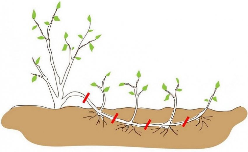 Розмноження жасміну відводками Розмноження жасміну відводками