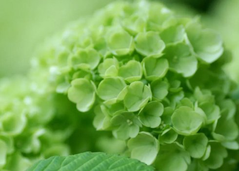 Почему гортензия цветёт зелёным цветом