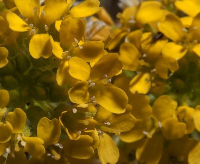 Описание алиссума горного, особенности посадки и ухода