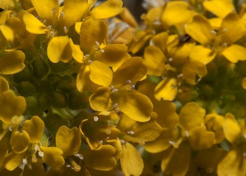 Описание алиссума горного, особенности посадки и ухода