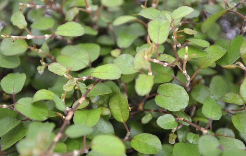 Маорі Маорі