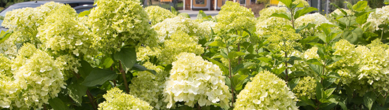 Описание, посадка и уход за гортензией Коттон Крем