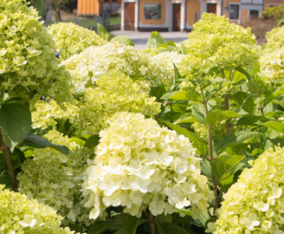 Описание, посадка и уход за гортензией Коттон Крем