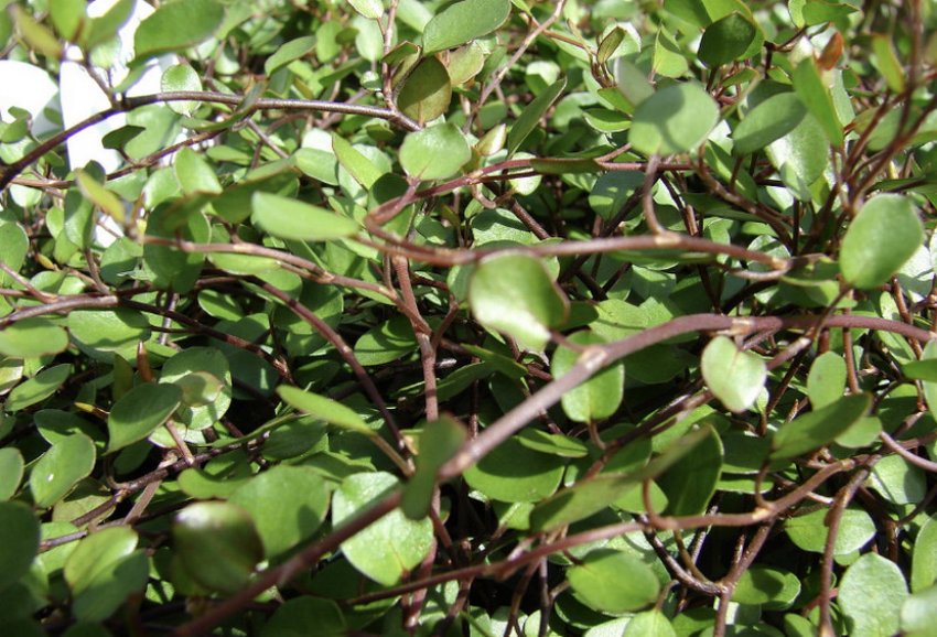 Охоплює Охоплює