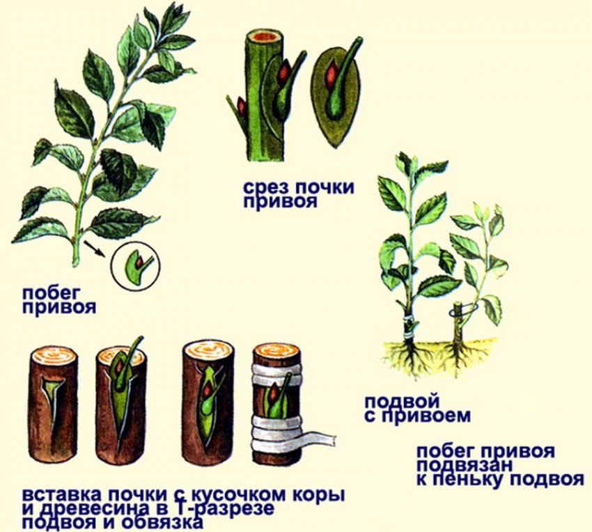 Где Купить Подвой Плодовых Деревьев