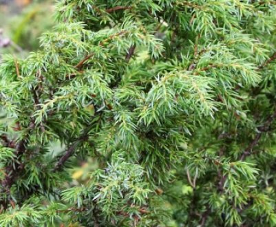 Сосна звичайна лісова