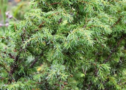 Сосна звичайна лісова