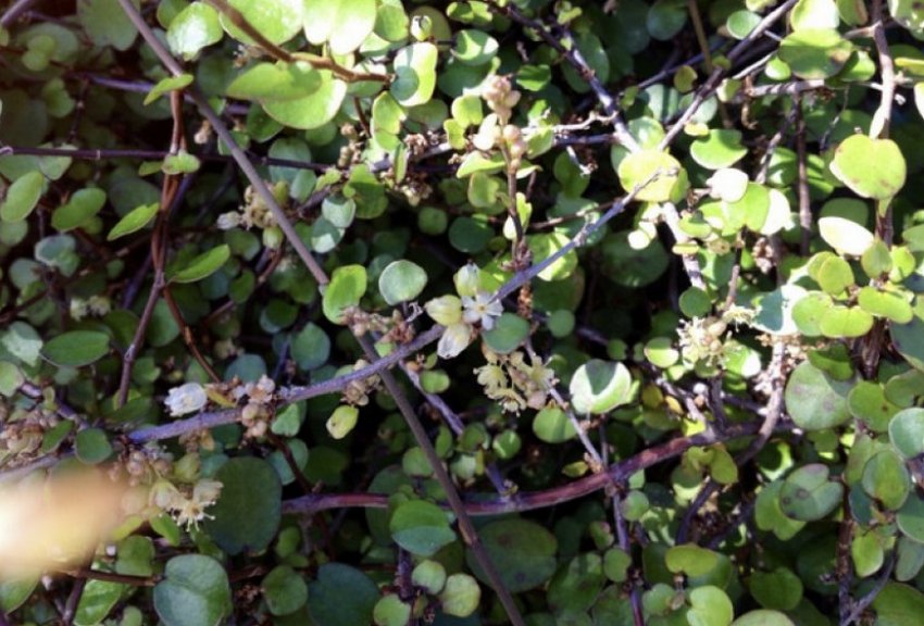 Триболата чіз Триболата чіз