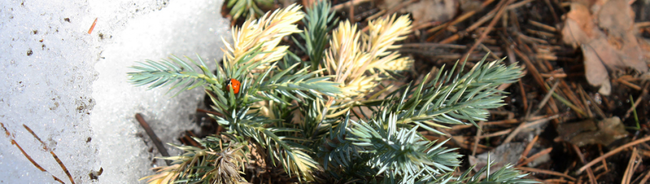 Усе про можжевельник Флореант