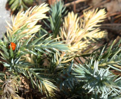 Усе про можжевельник Флореант