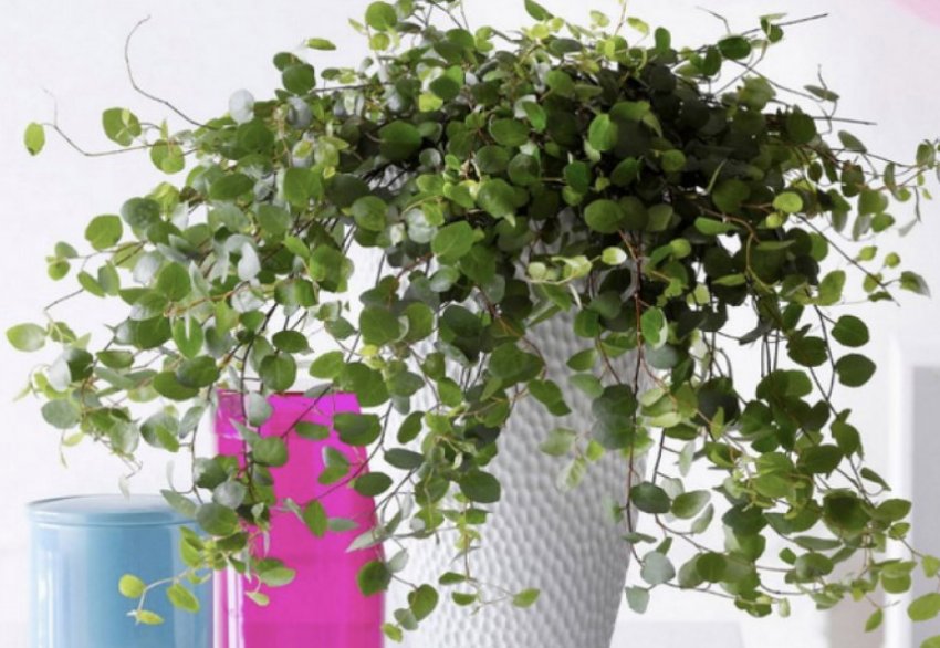 Грандифлора Грандифлора