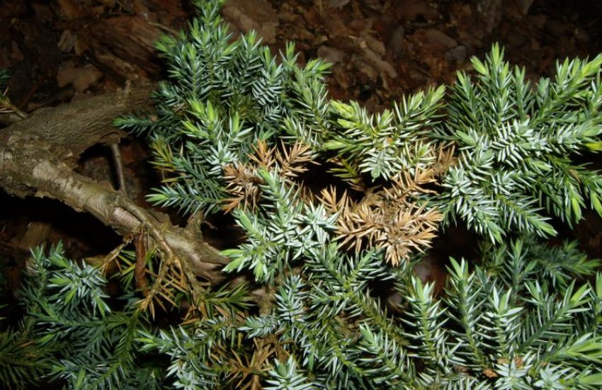 Ржавчина на можжевельнику