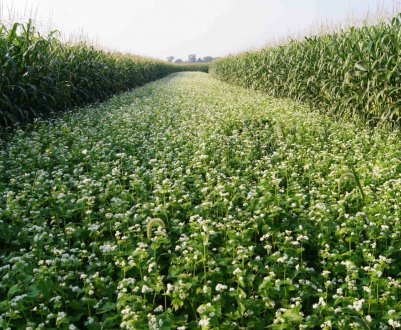 Технологія вирощування гречки