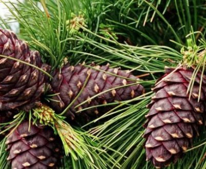 Де і в яких регіонах росте кедр?