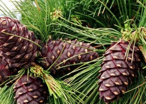 Де і в яких регіонах росте кедр?