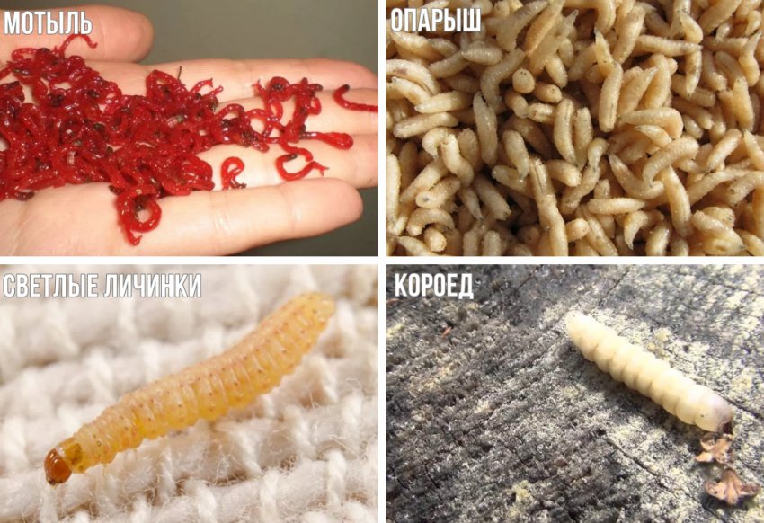 Натуральні насадки для риболовлі