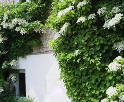 Гортензія кущова чи ліана: посадка та догляд в Підмосков'ї