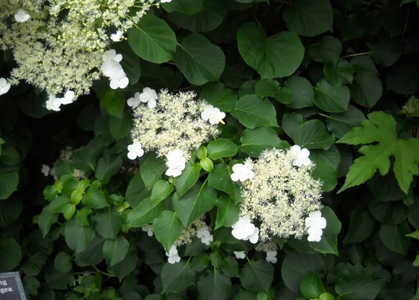 Гортензія Кордіфолія