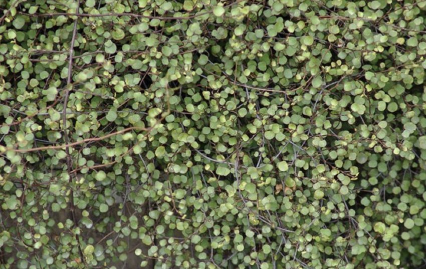 Микрофилла Микрофилла